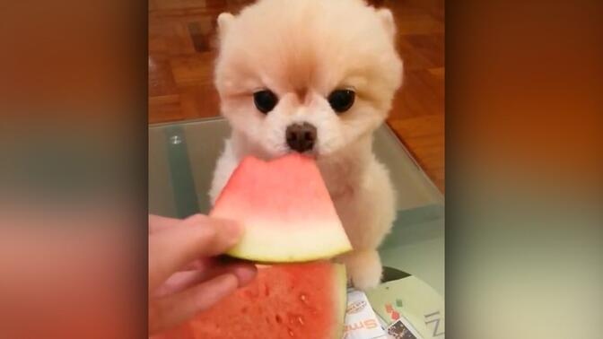 超萌小博美犬喜欢吃西瓜