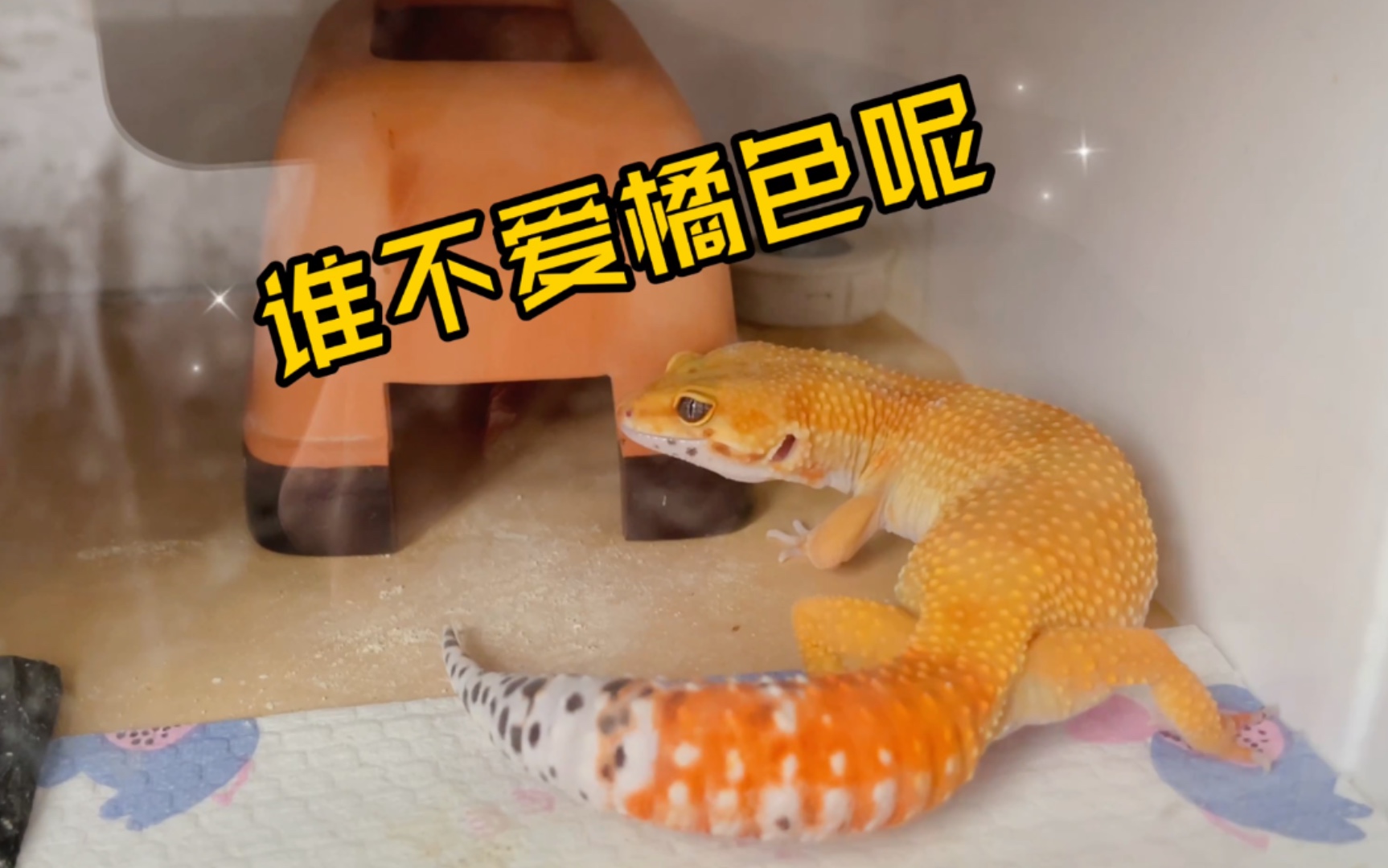 豹纹守宫我知道的你们都爱橘色橘色的小电橘不可爱嘛