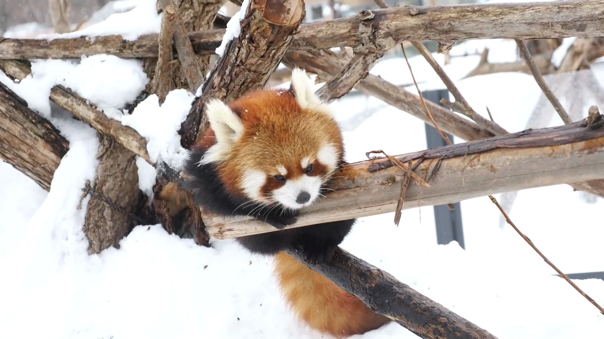 第一次看到雪的小熊猫宝宝们