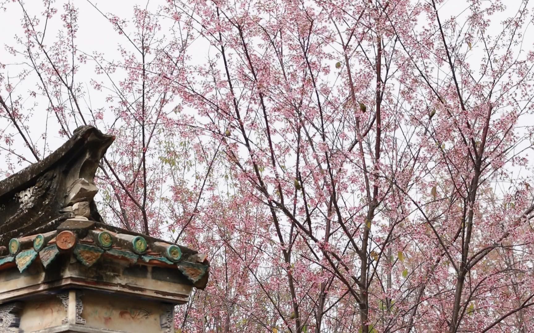 泉州开元寺:千年古刹 樱花盛开哔哩哔哩bilibili