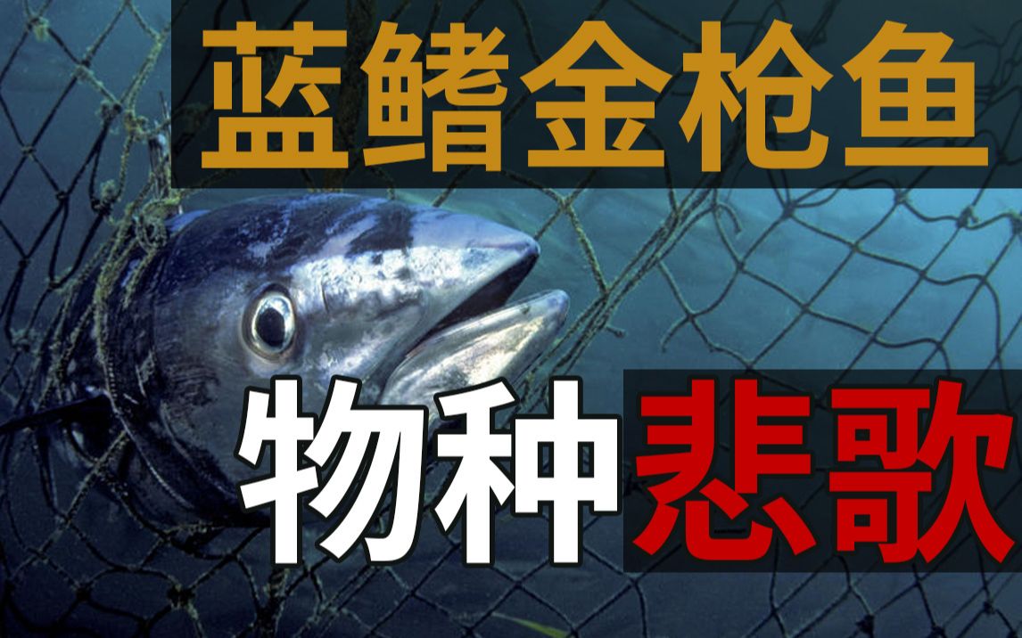 濒危!蓝鳍金枪鱼,海洋里的【大熊猫】,刺身之王 | 国际法规在海洋动物保护中的作用 | ICCAT, 华盛顿公约CITES哔哩哔哩bilibili