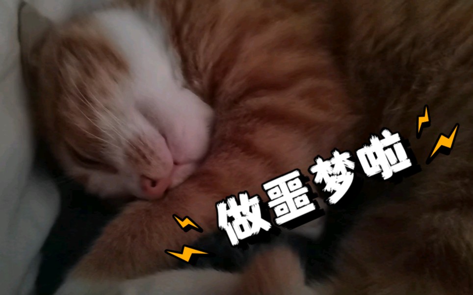 【橘猫】小桔做梦时嘤嘤叫哔哩哔哩bilibili