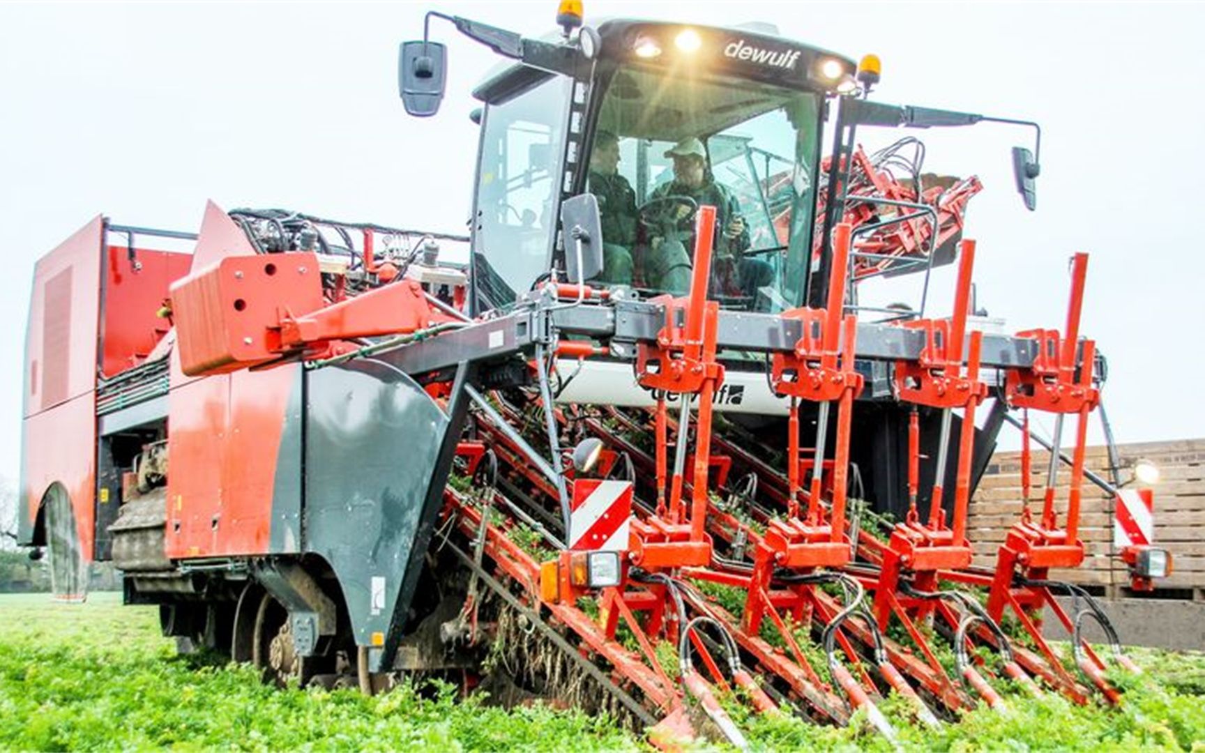 国外很火爆的胡萝卜机械化收获机!一天可收获几百亩地