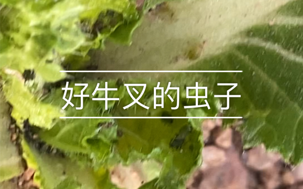 [图]《闹市种菜》好牛叉的虫子