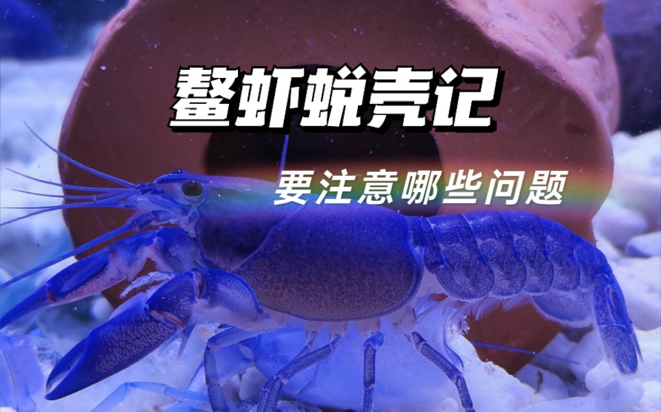 记录鳌虾蜕壳 | 鳌虾脱壳要注意哪些问题?