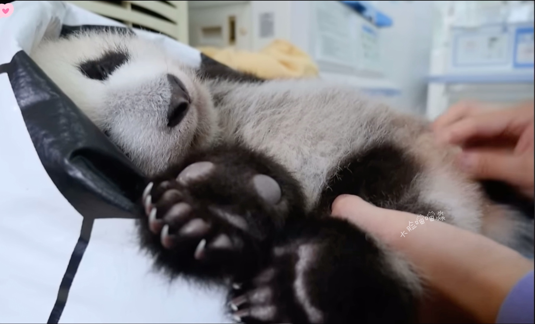 我们熊猫饲养员超专业超负责的,宝贝这个帮你排便表情实在是很销魂啊哔哩哔哩bilibili