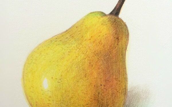 彩铅画梨子-手绘插画