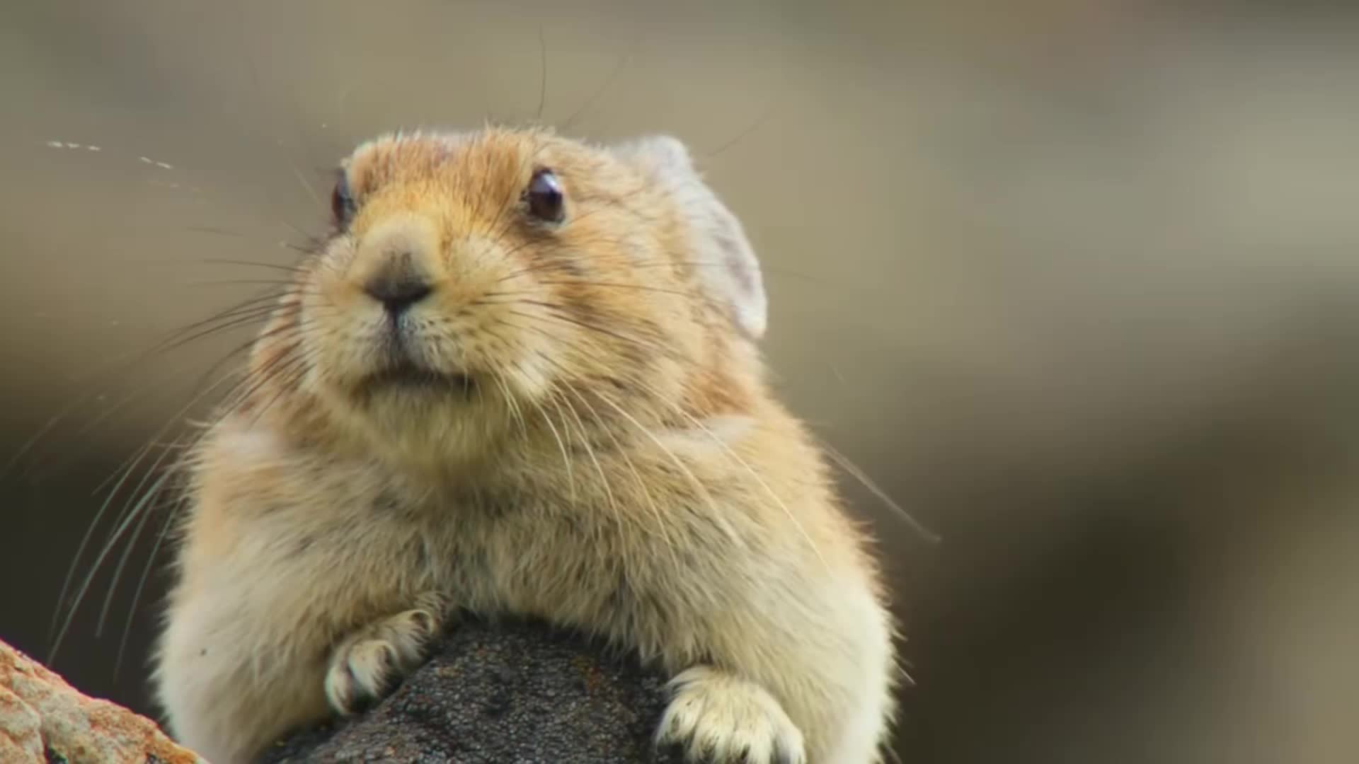 野生动物名场面