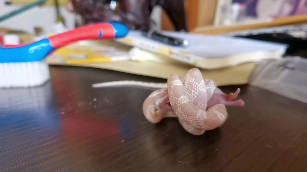 记录一次玉米蛇绞杀的过程