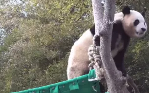 Скачать видео: 240209 淘气福宝把吊床当蹦床了，爷爷一直在旁边看着她