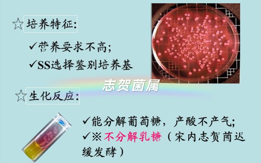 医学微生物——肠杆菌 志贺菌属哔哩哔哩bilibili