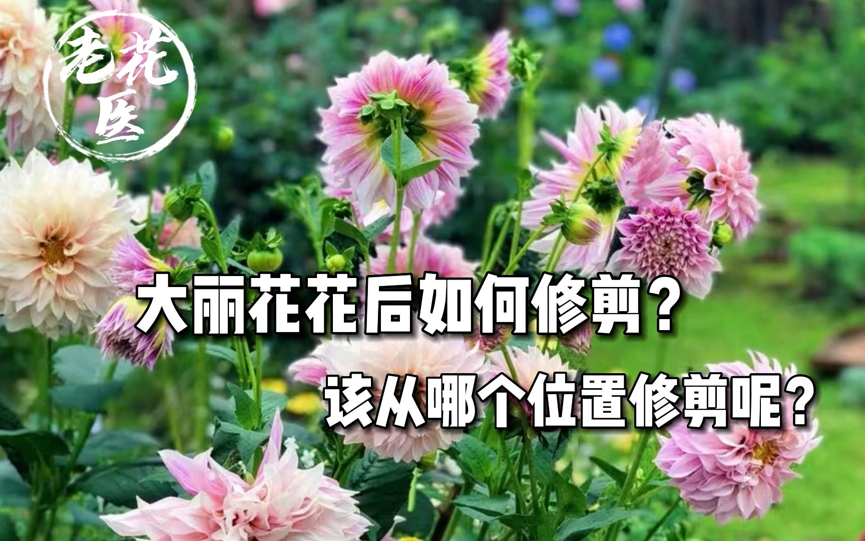 大丽花花后如何修剪?该从哪个位置修剪?哔哩哔哩bilibili