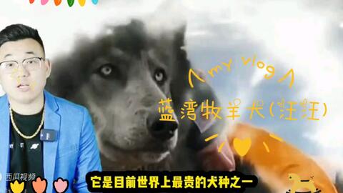 帅狗 小姐姐的梦中情狗 蓝湾牧羊犬 温柔的大型犬 哔哩哔哩 Bilibili