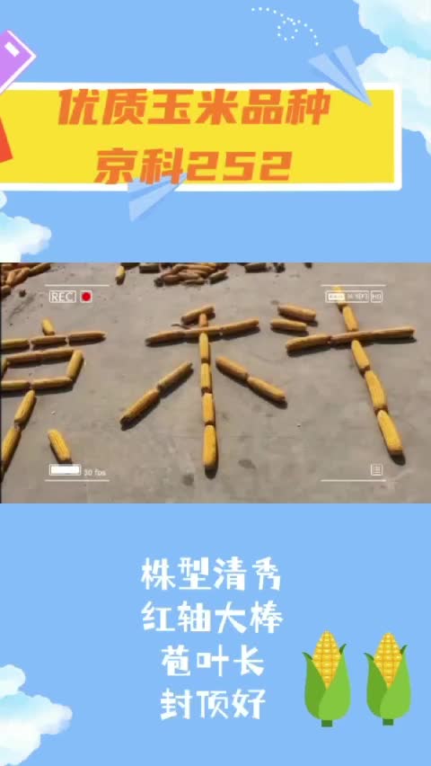 高产玉米棒子推荐,马齿型玉米厂家向大家推荐京科252;欢迎前来了解玉米种植,耐密植玉米种子哔哩哔哩bilibili