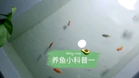 兰寿金鱼 鱼体充血的几种治疗方法 哔哩哔哩 つロ干杯 Bilibili