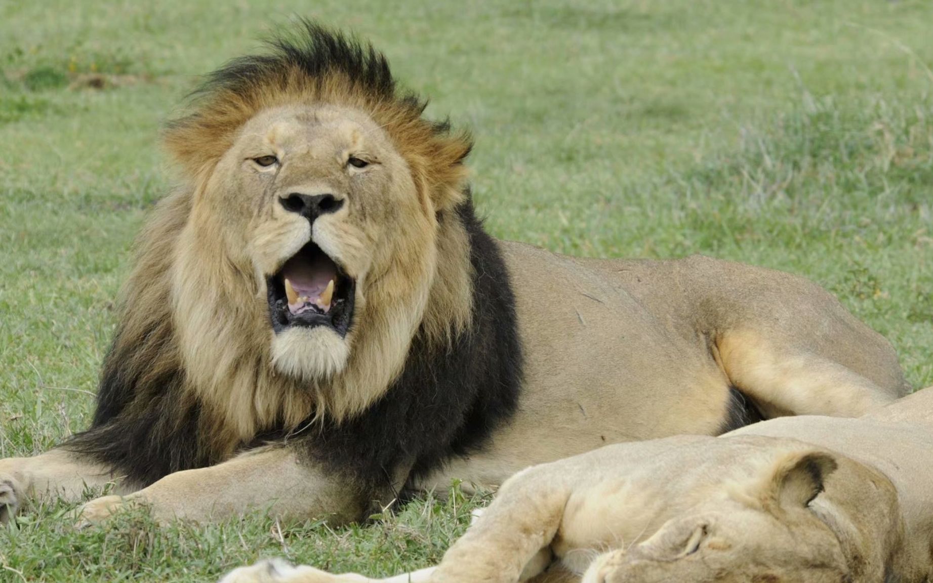 东非的鬃王卡拉马斯 坦桑尼亚体型最大的雄狮