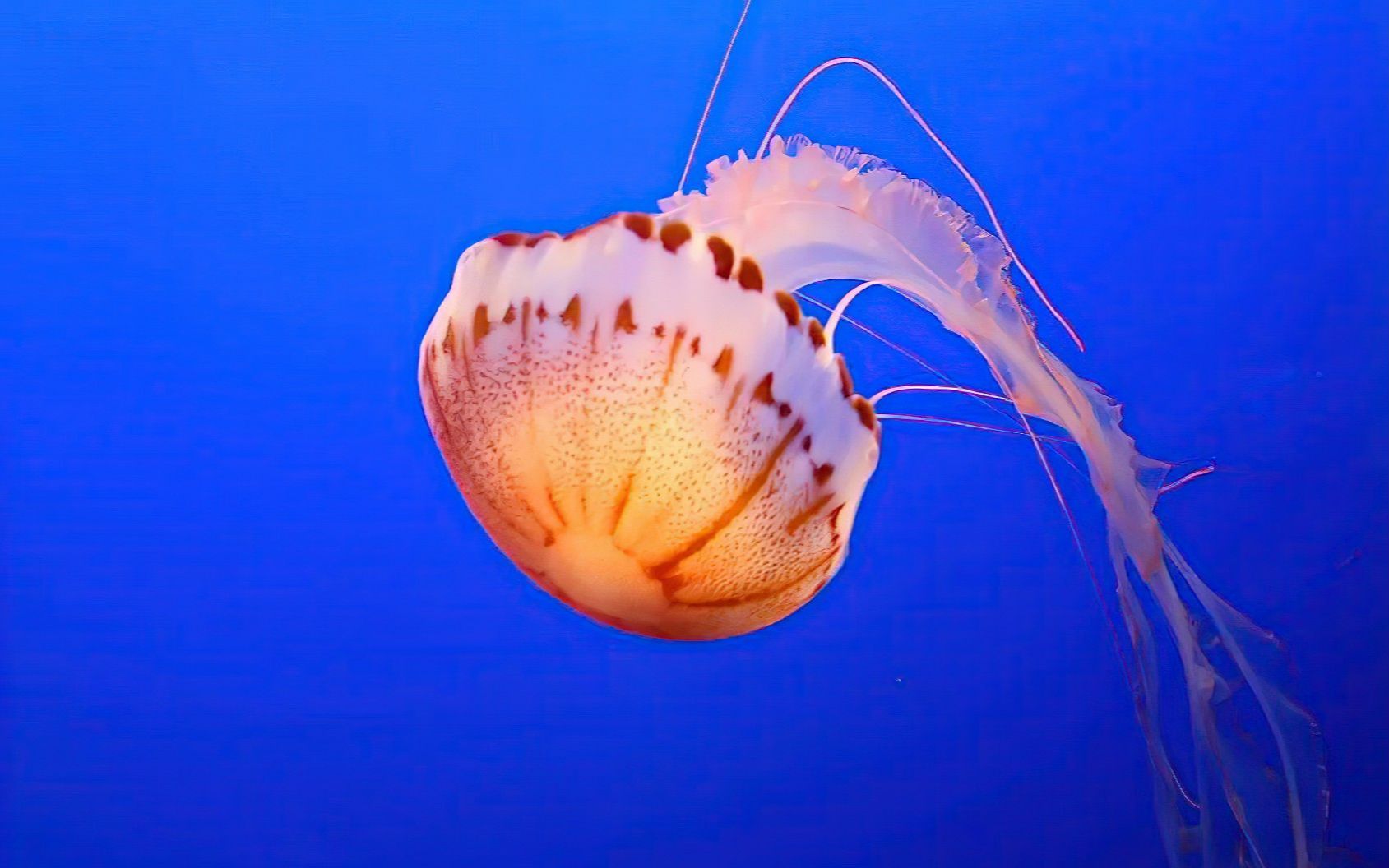 海底报告灯塔水母竟长生不老逆生长基因成科学家研究对象