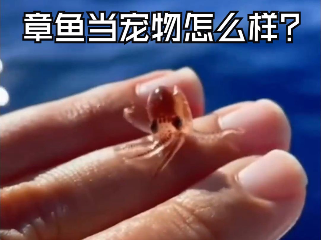 养个章鱼当宠物是什么样的体验?