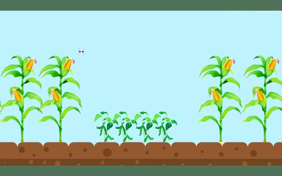 新技术:玉米+大豆间隔种植,一亩地能增产960块.哔哩哔哩bilibili