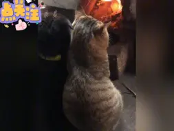 Download Video: 猫猫和狗狗暖心瞬间