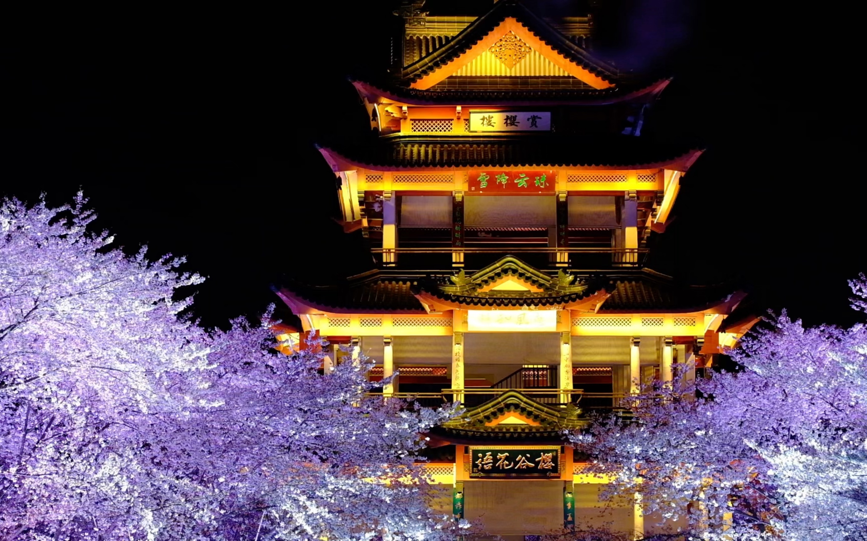 鼋头渚夜景樱花