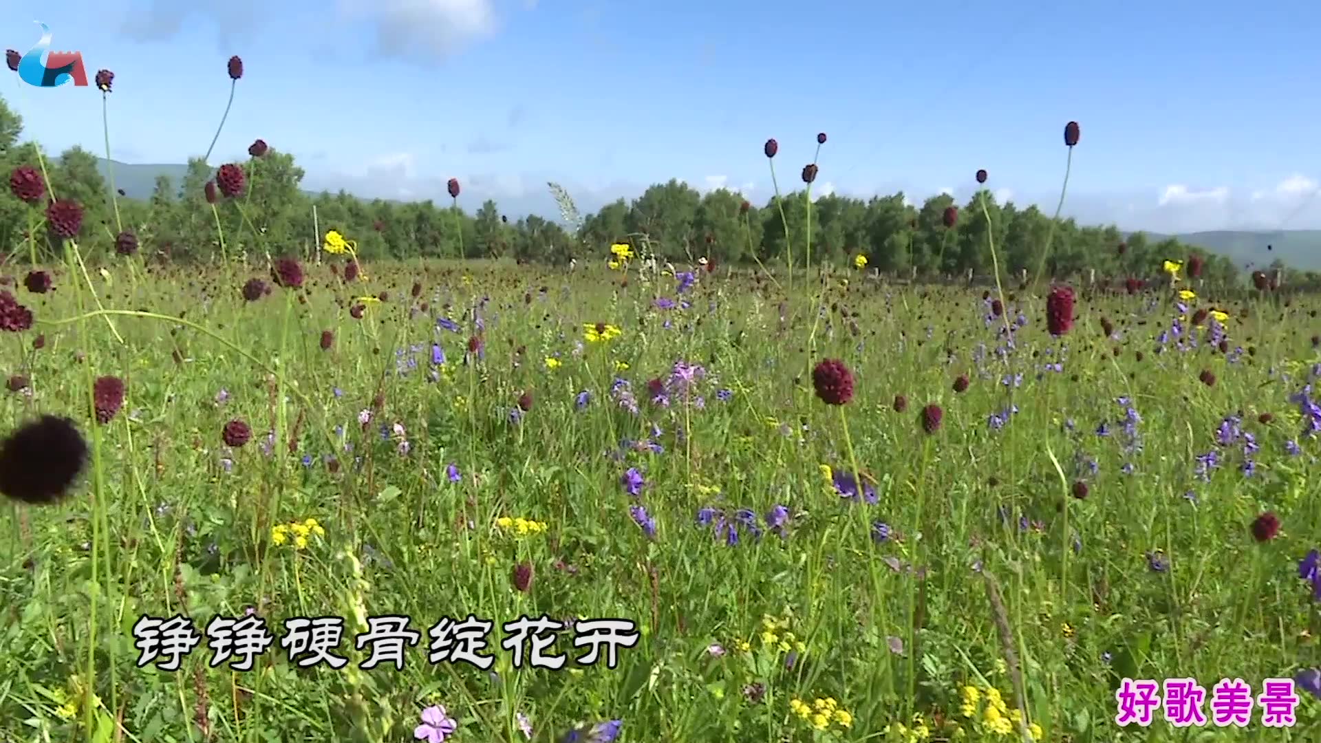 [图]《绒花》是一首经典老歌，却让降央卓玛唱出了新味，就是好听