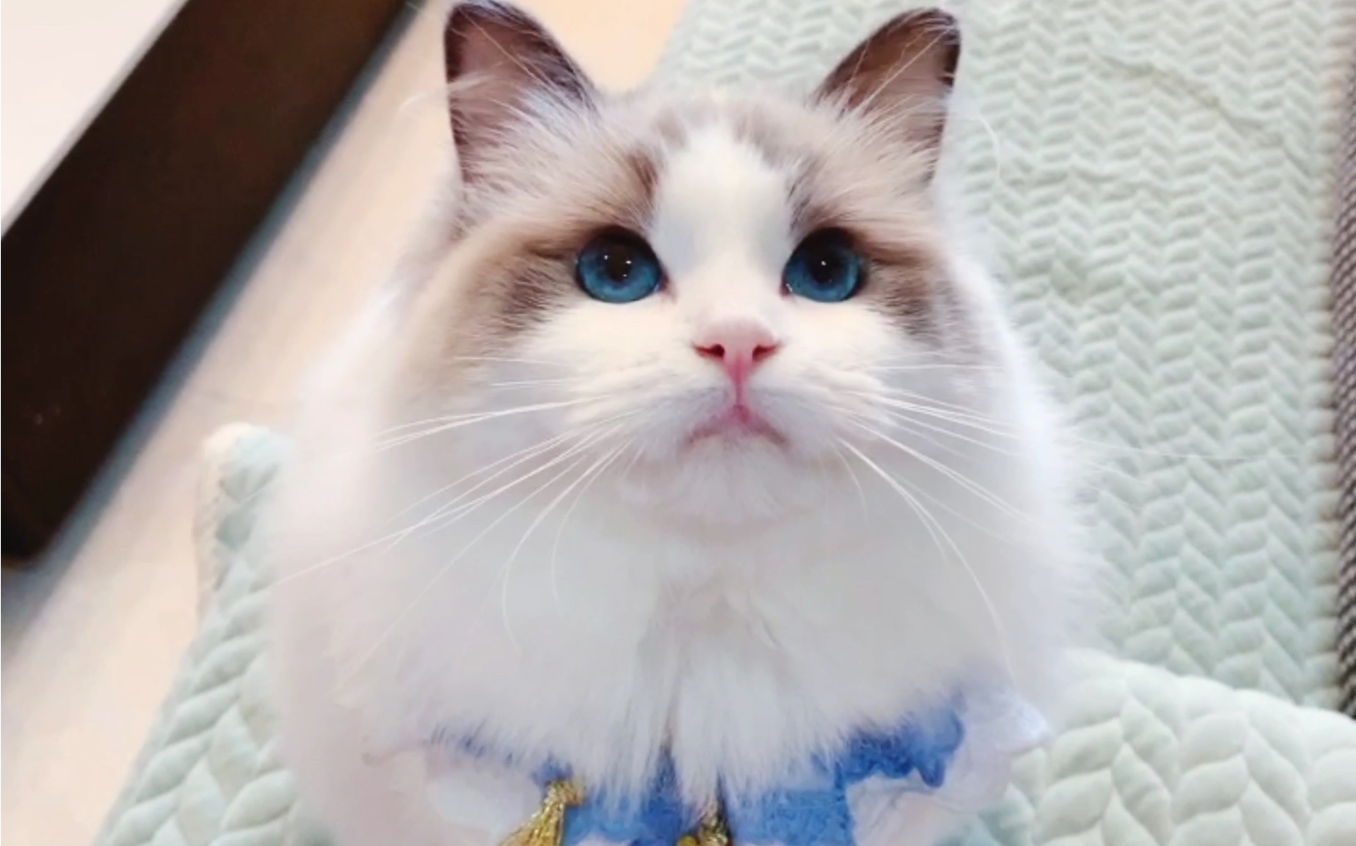【glmw布偶猫舍】盛世美颜就是你