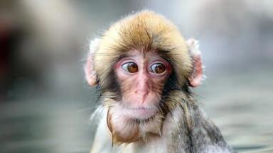 猴子 Amazon.com: Monkey 玩具公仔,適合兒童和成人,解壓和拉伸壓力大