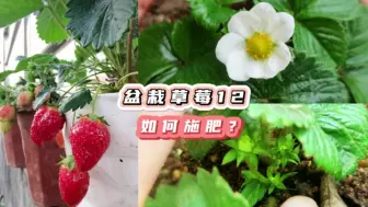 Download Video: 盆栽草莓怎样施肥才能挂果多？简简单单2样东西搞定