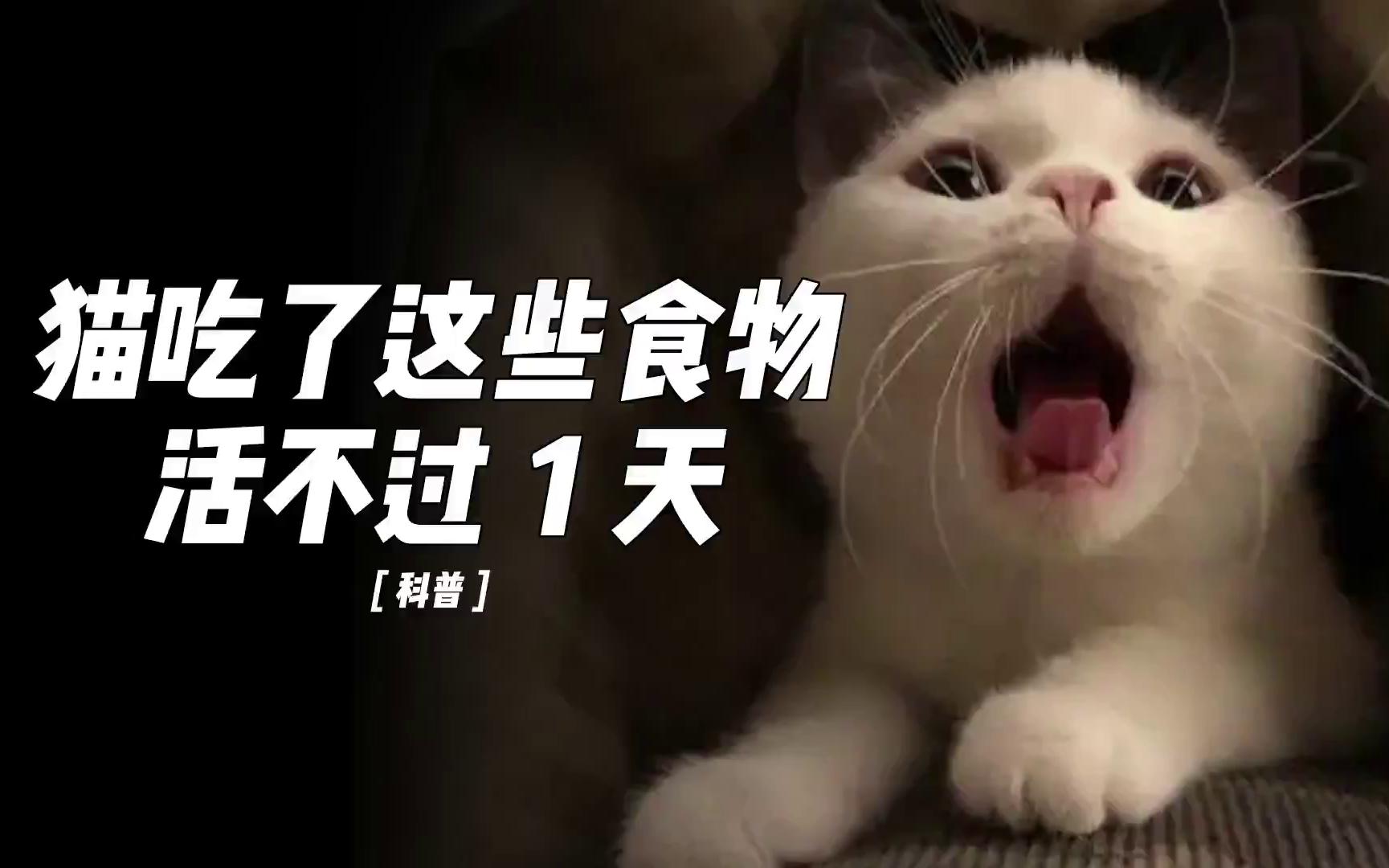 [图]猫咪千万别吃的11种食物，吃了活不过24小时