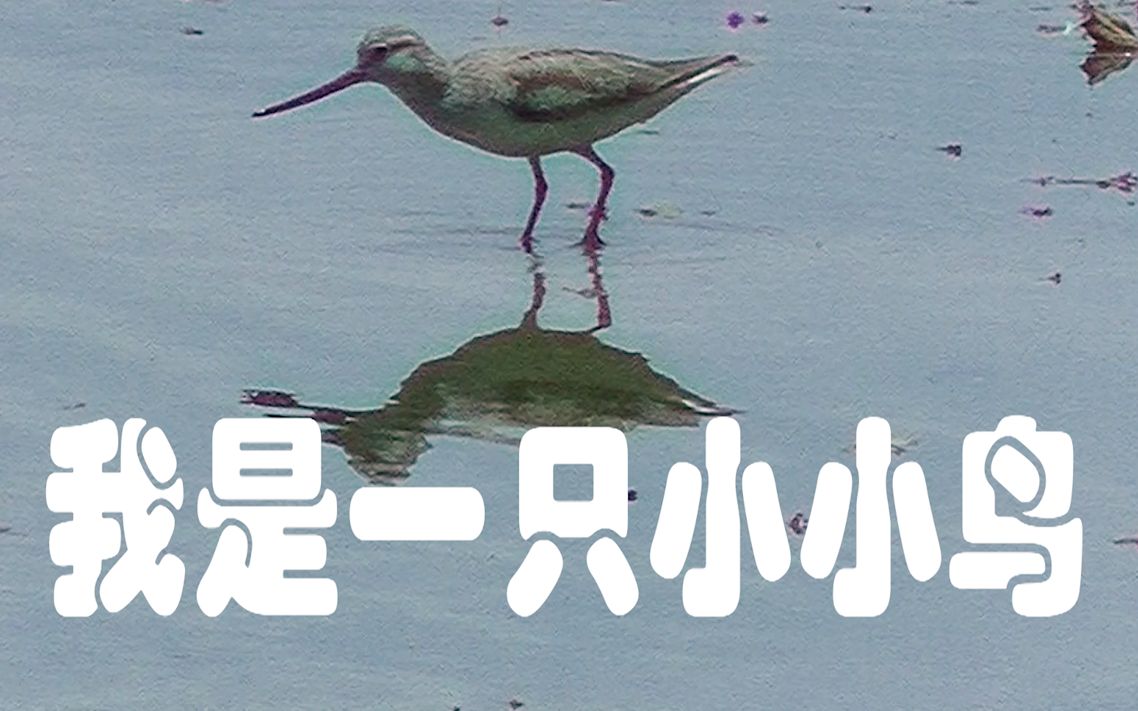 我是一隻小小鳥imalittlebird