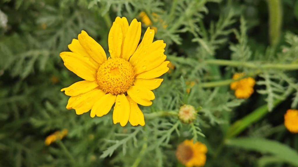 万物生花——四种农作物花卉
