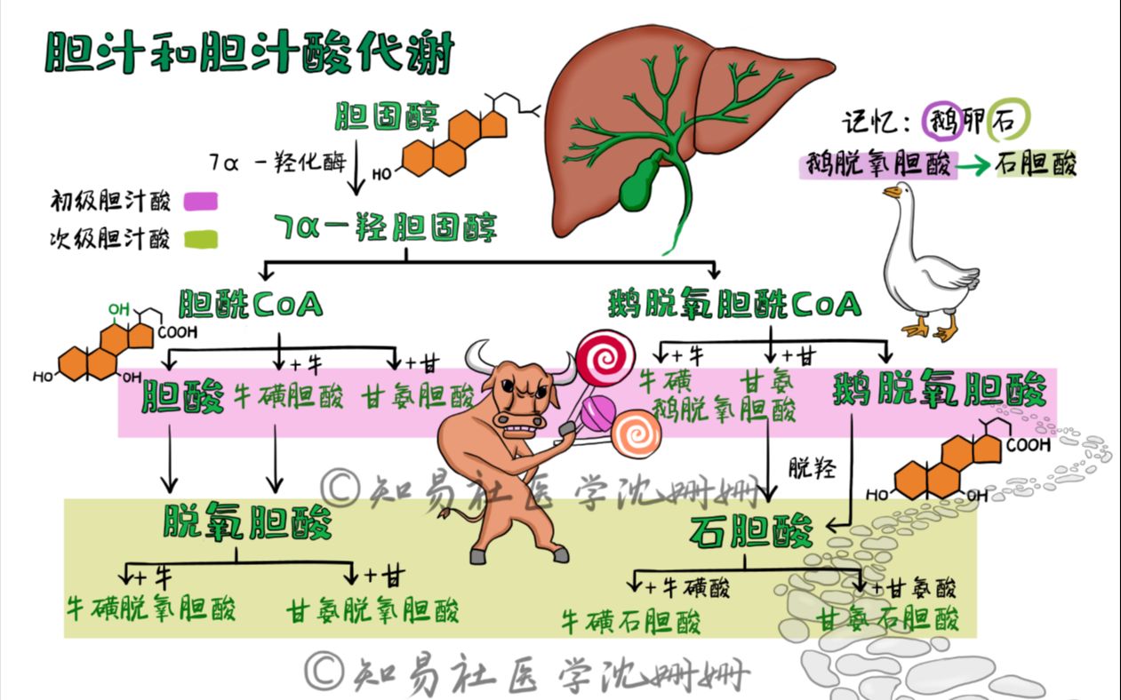 胆汁代谢过程图解图片