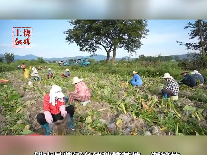 10万亩红芽芋成熟开挖哔哩哔哩bilibili