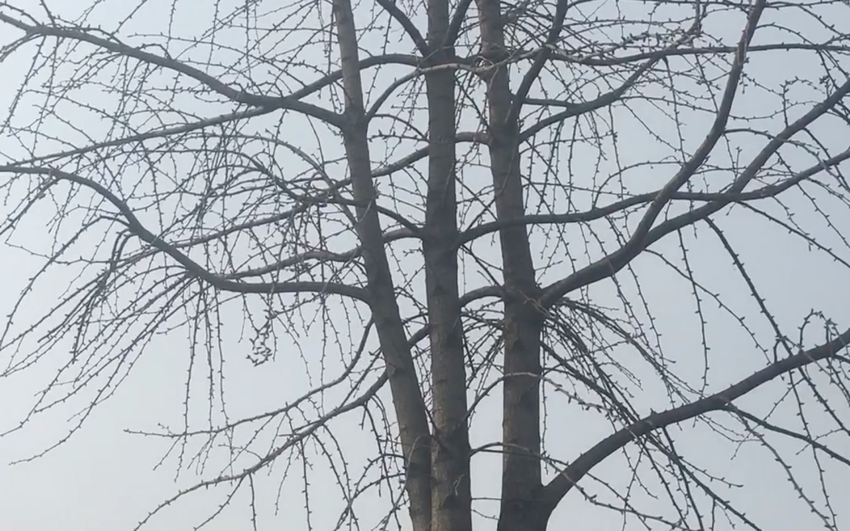 【大圭的日常01】再见银杏树_哔哩哔哩_bilibili