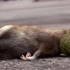 老鼠吃了一颗霉果子，死后长出绿色菌群，人类文明竟因此被吞噬