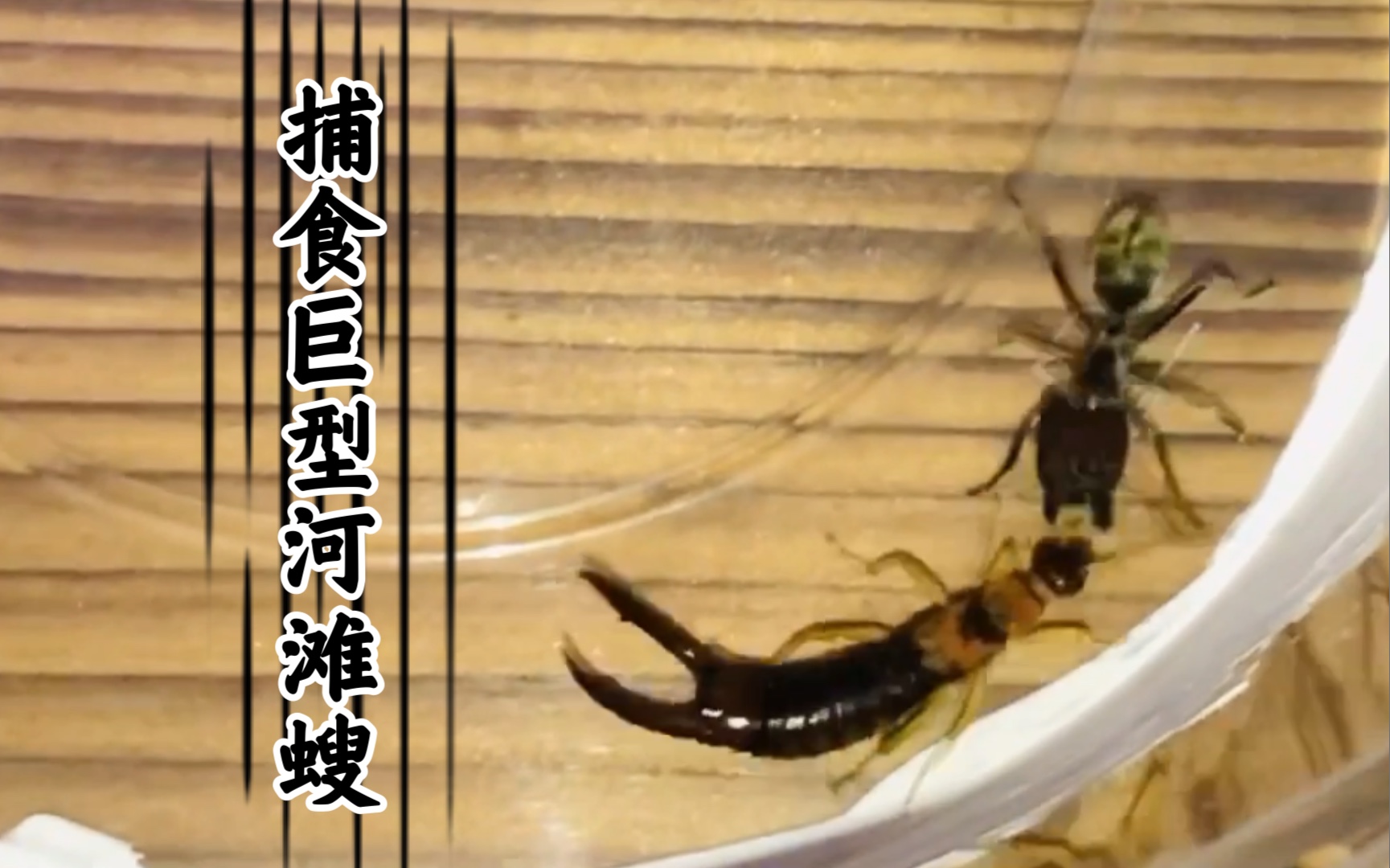 蚂蚁捕食——面对3cm+巨型河滩螋,红头弓背蚁让我知道了什么才是战神...解说重制.哔哩哔哩bilibili