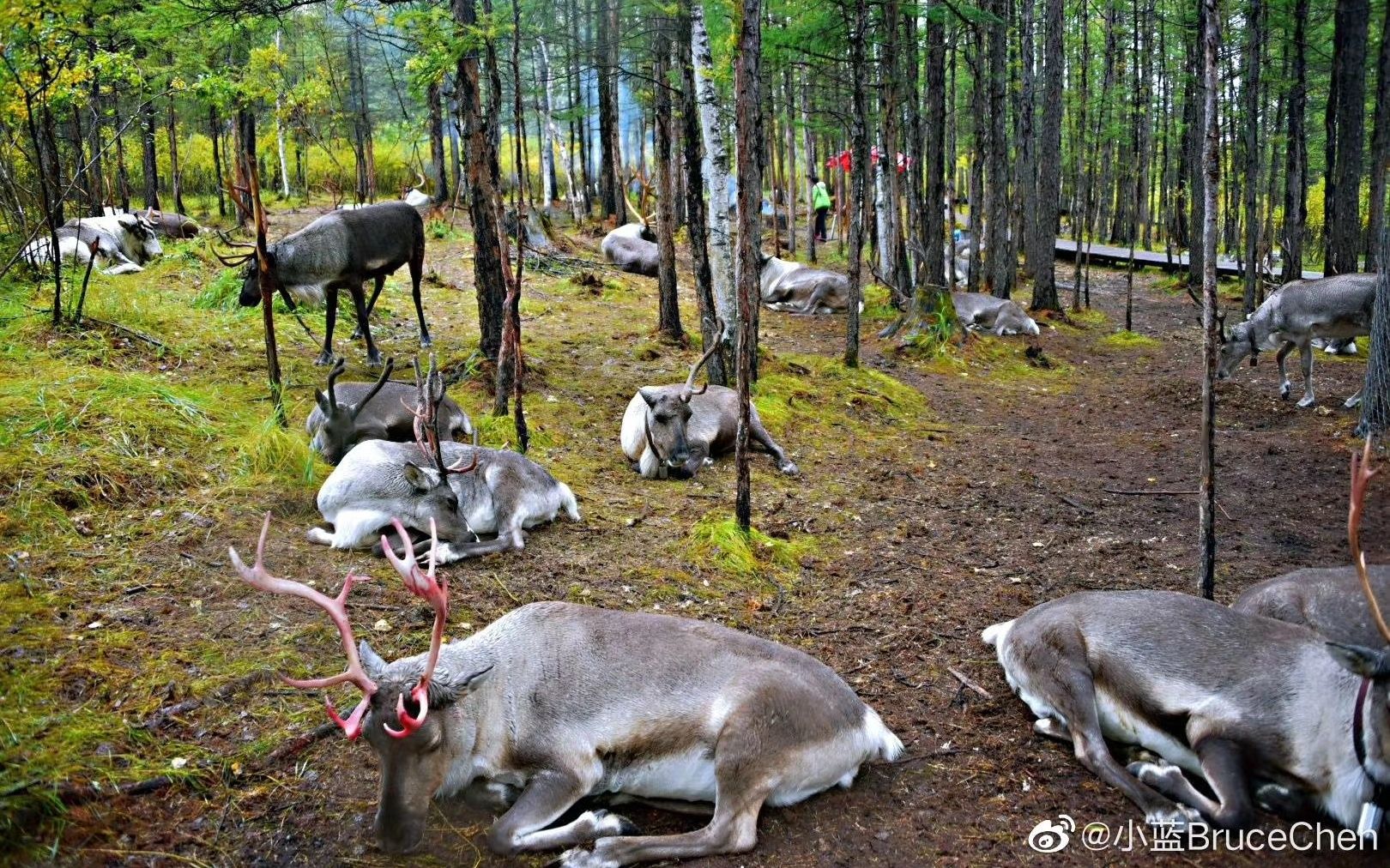 [图]内蒙古——中国最后一个狩猎部落—敖鲁古雅使鹿部落