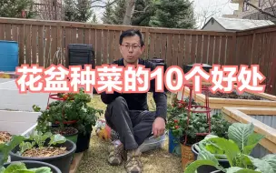 Скачать видео: 花盆种菜的10个好处