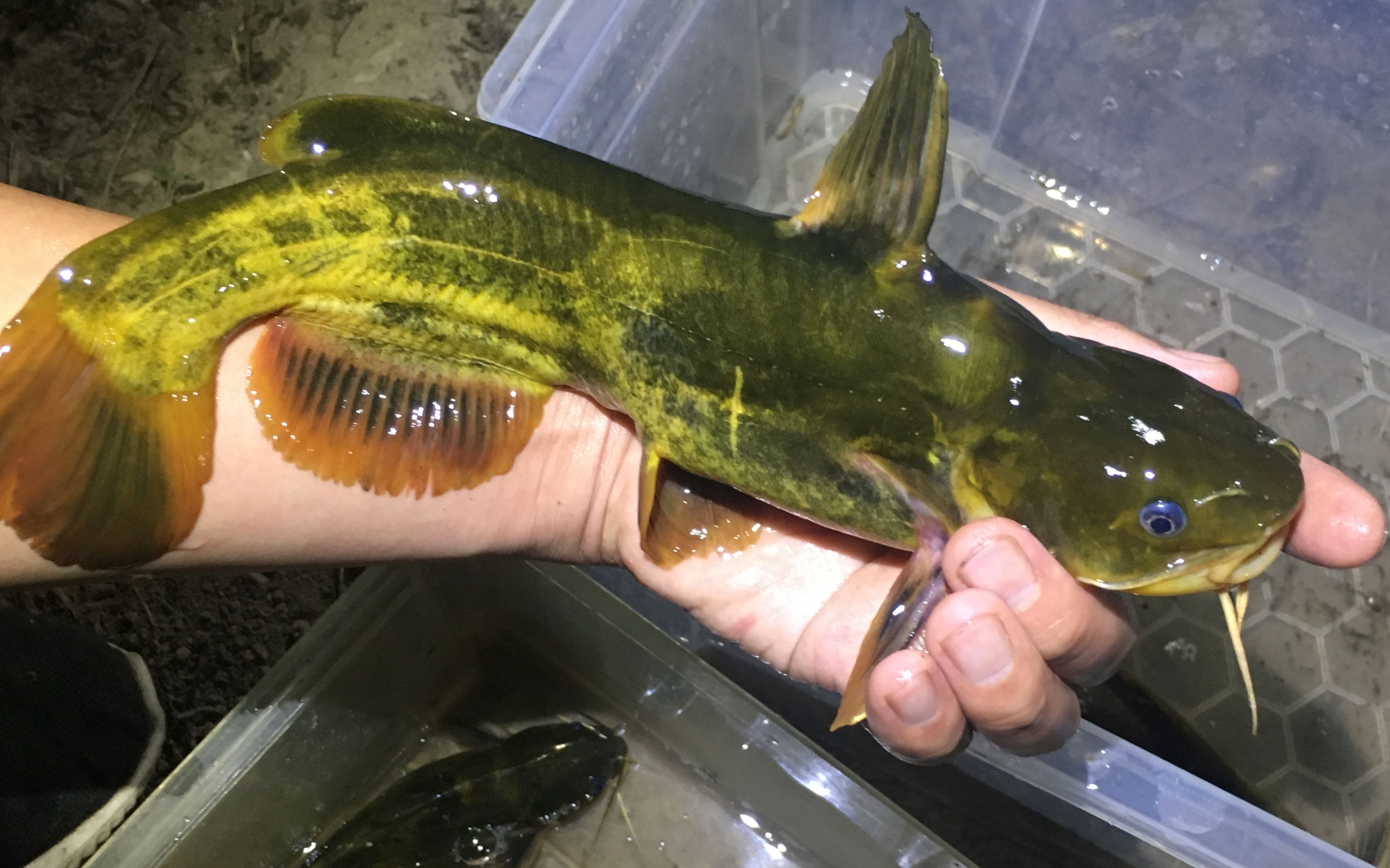 钓黄辣丁最好的办法,串钩挂蚯蚓,今天钓一条265克的大货_哔哩哔哩_bil