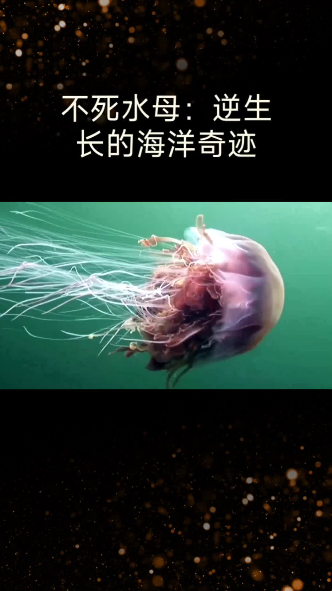 水母的逆向生长过程图片