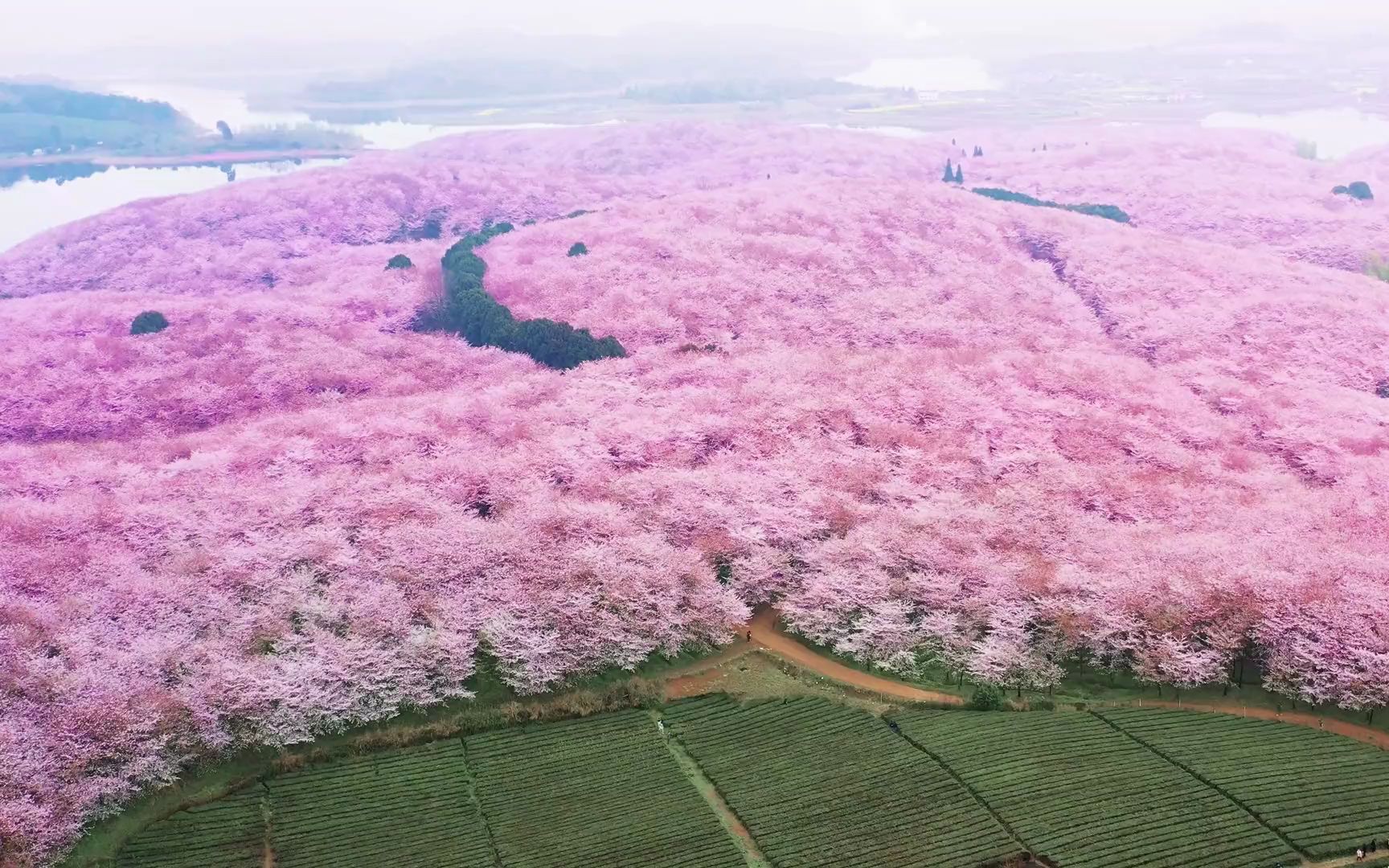 贵州樱花景区图片