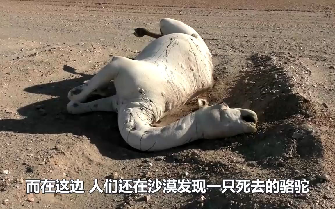 "鲸鱼尸爆"威力有多强大?男子不听劝,结果腿都被吓软了!