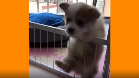 三色小柯基从一个月到五个月的成长过程 小奶音警告 一起来云吸狗呀 哔哩哔哩 Bilibili