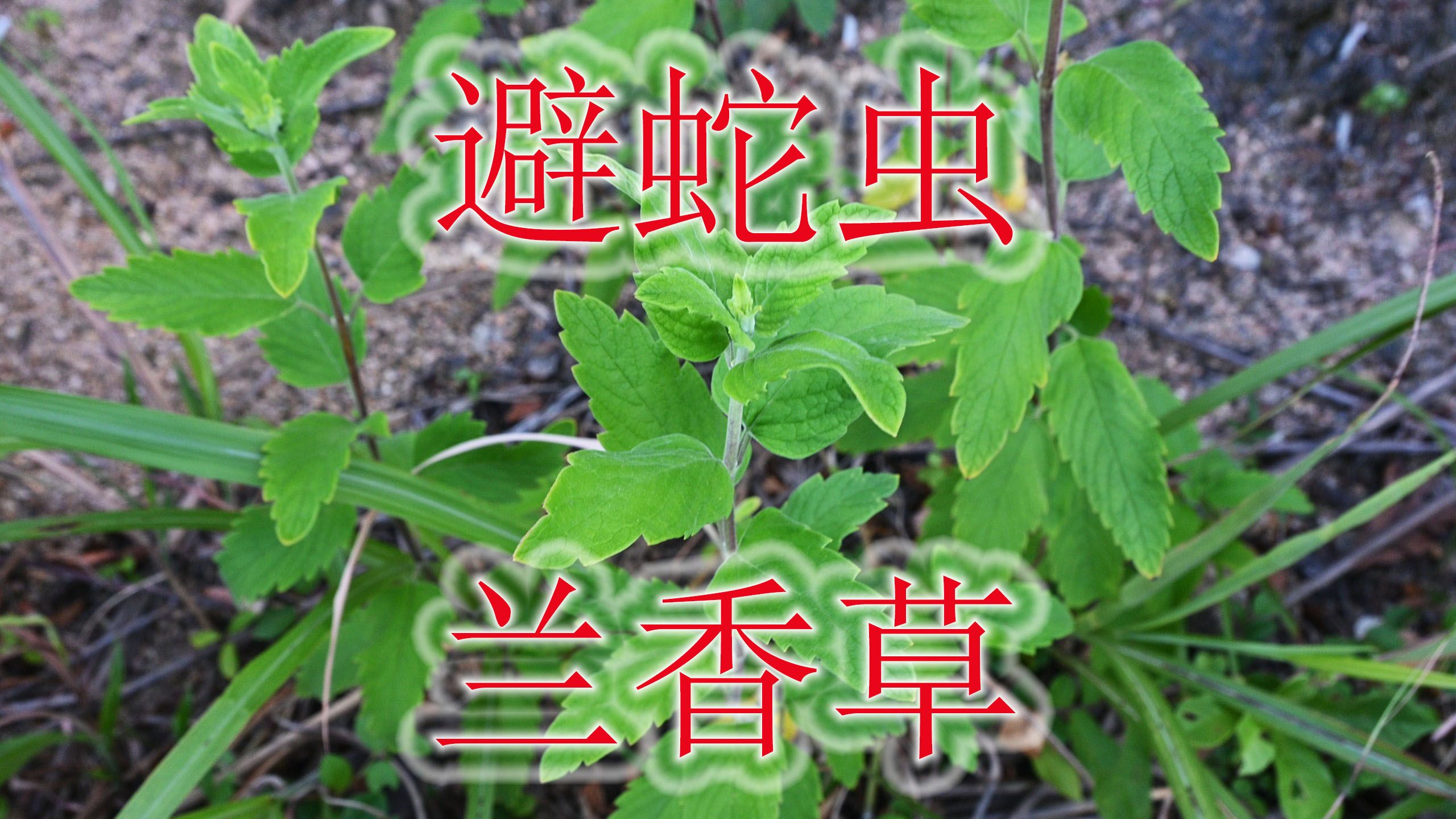 避蛇虫植物“兰香草”,被称之为“石仙草”,全草有独特价值!哔哩哔哩bilibili