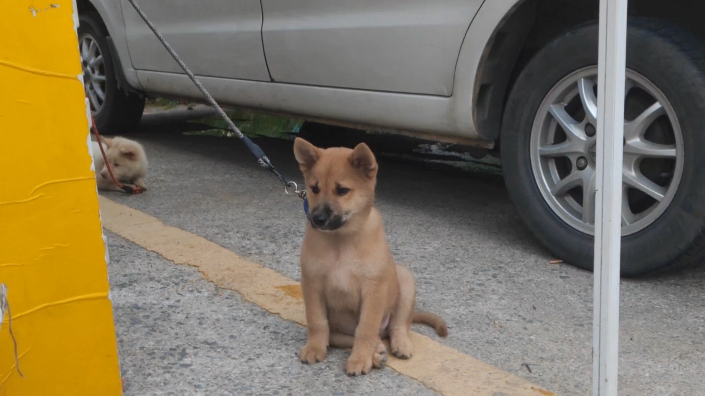 田里的土狗图片