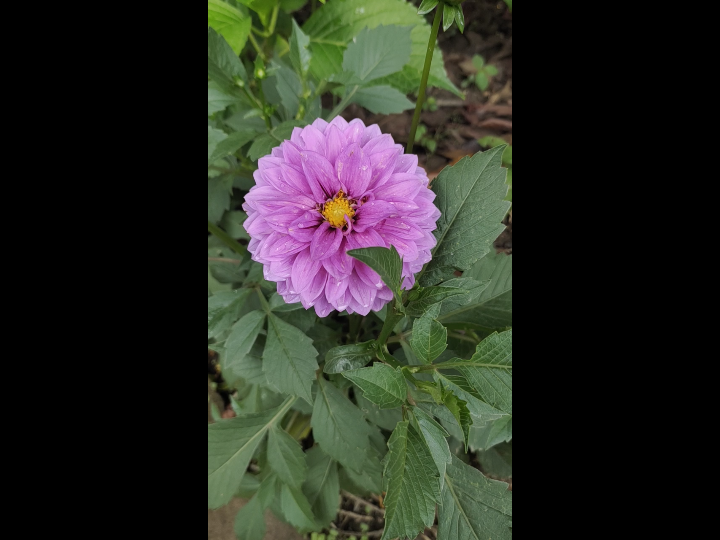 我大概是疯了,才会买花色如此又土又俗气的大丽花