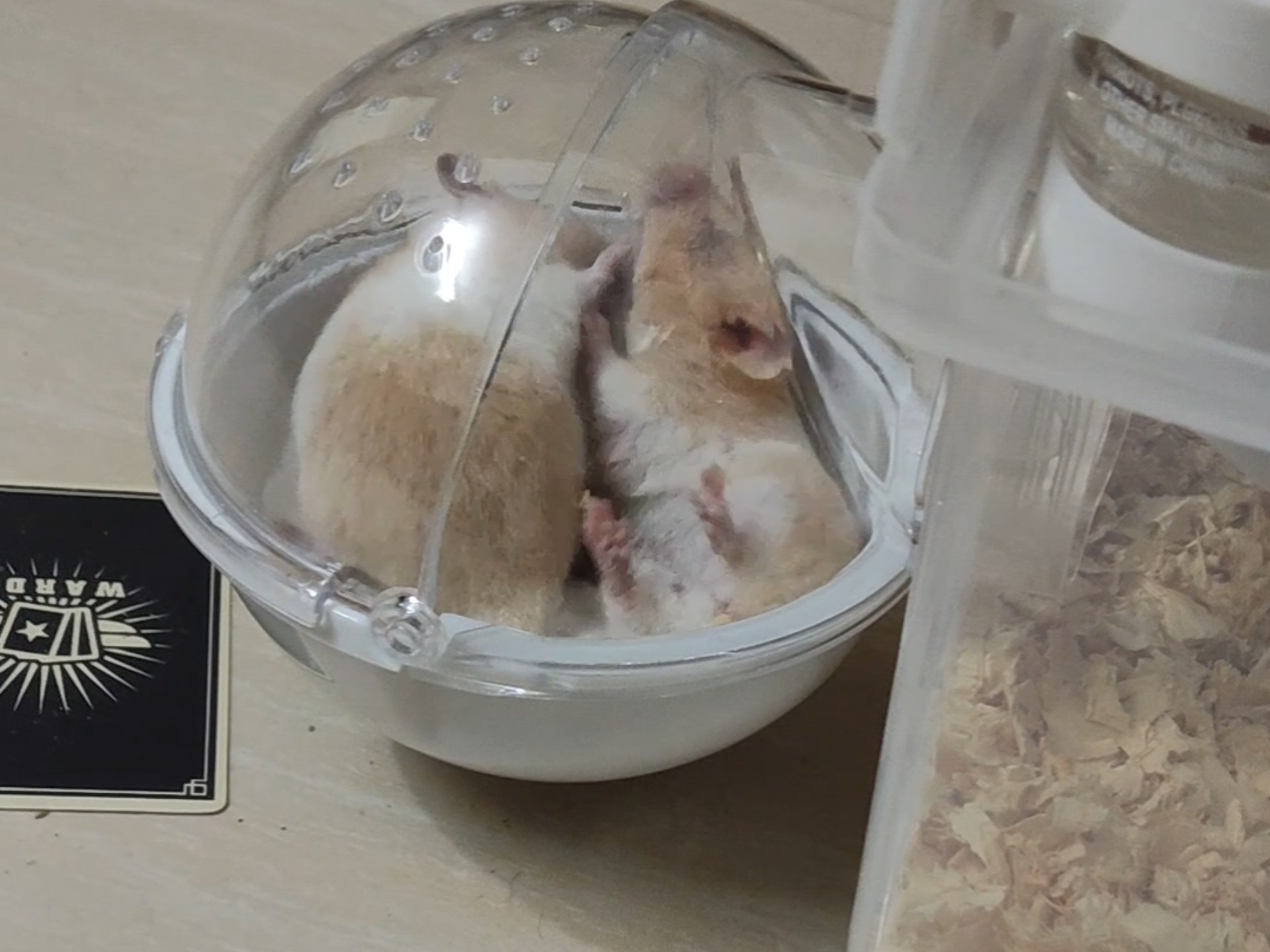 怎么办?养了两只金丝熊一直在打架꒦ິ^꒦ິ