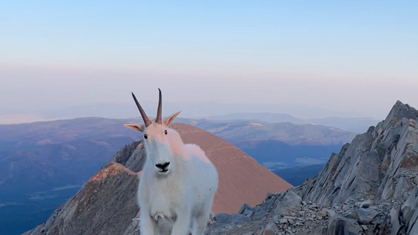 [图]美国一位登山者在攀登蒙大拿州Bridger山脉顶峰后，偶遇两只好奇的雪羊