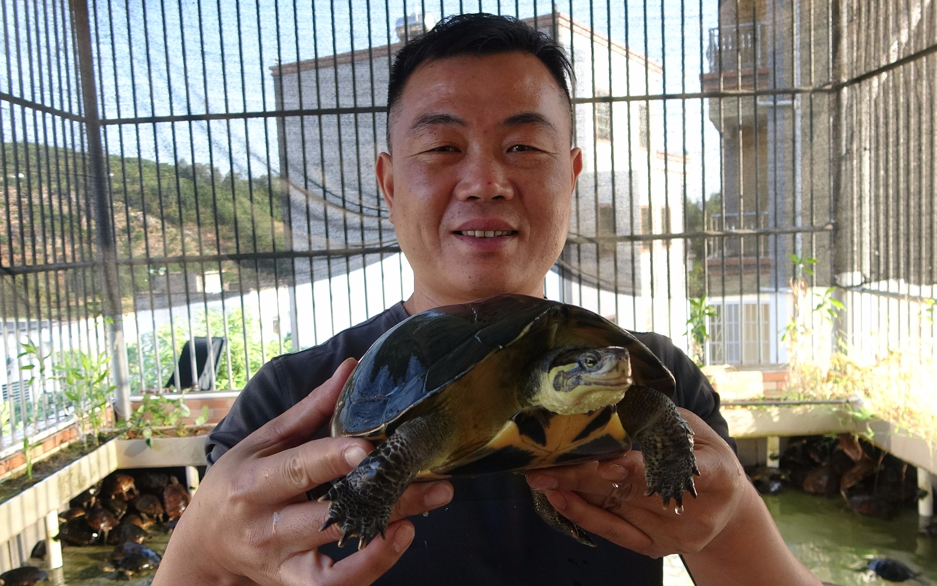 老林分享养龟经验乌龟冬眠时不用喂食但是要定期给龟池加水